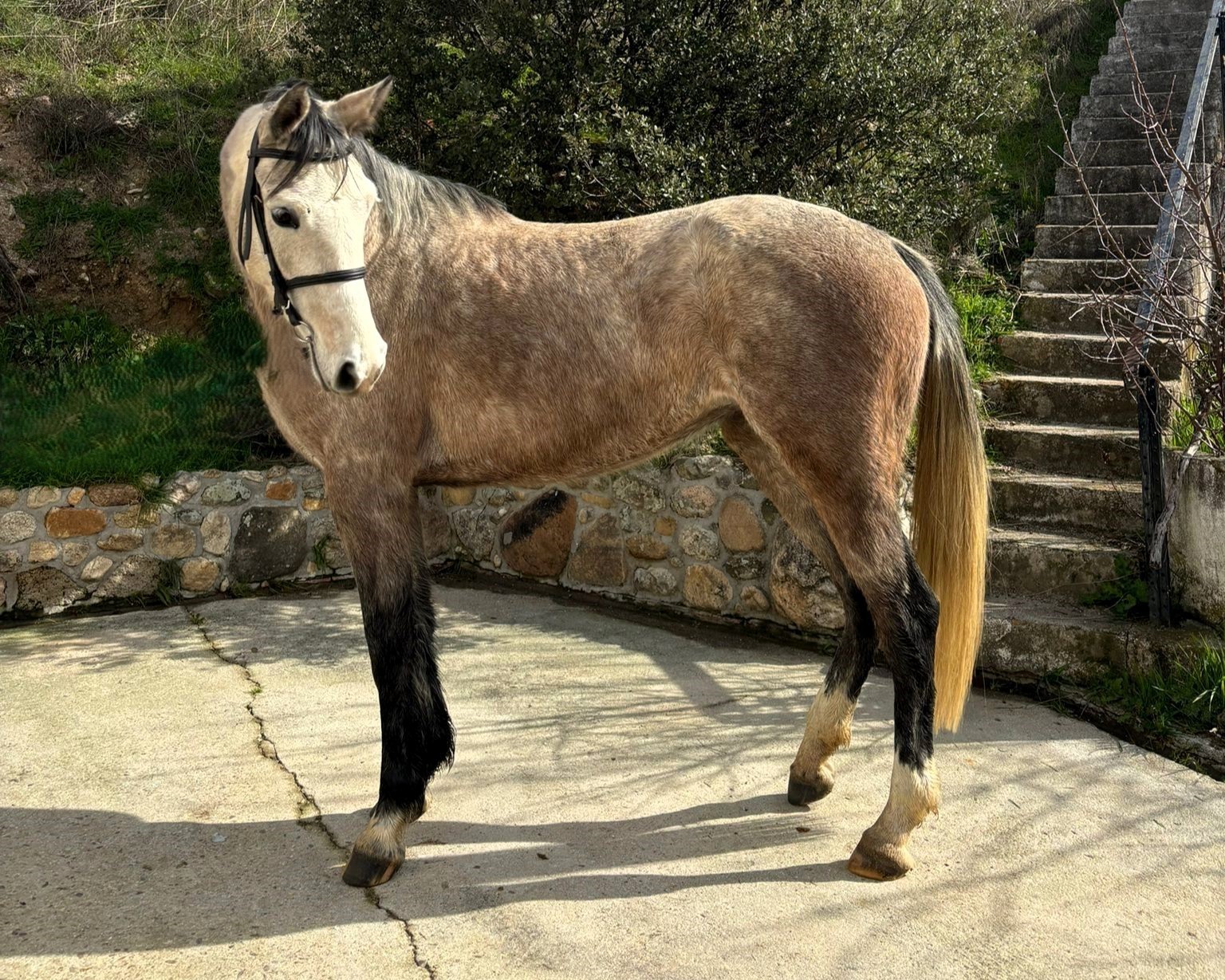 horse